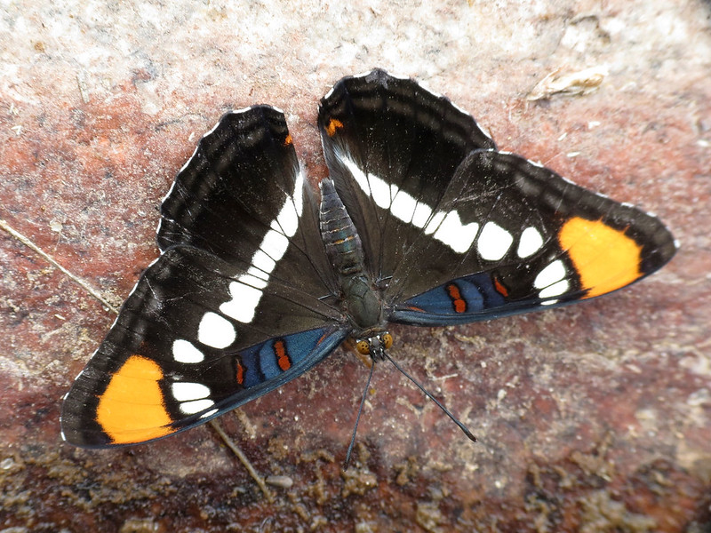 Arizona sister butterfly