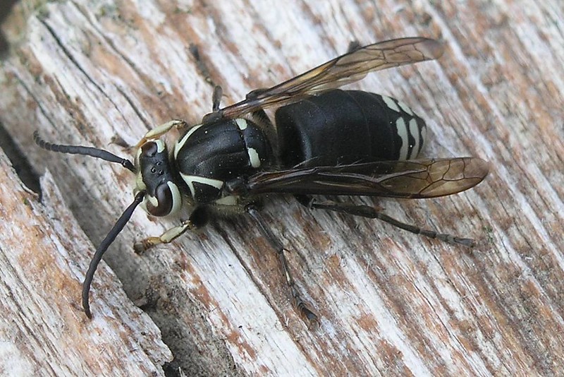 Bald-faced hornet