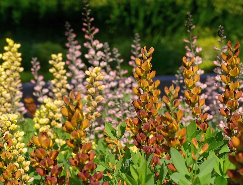 Baptisias in bloom