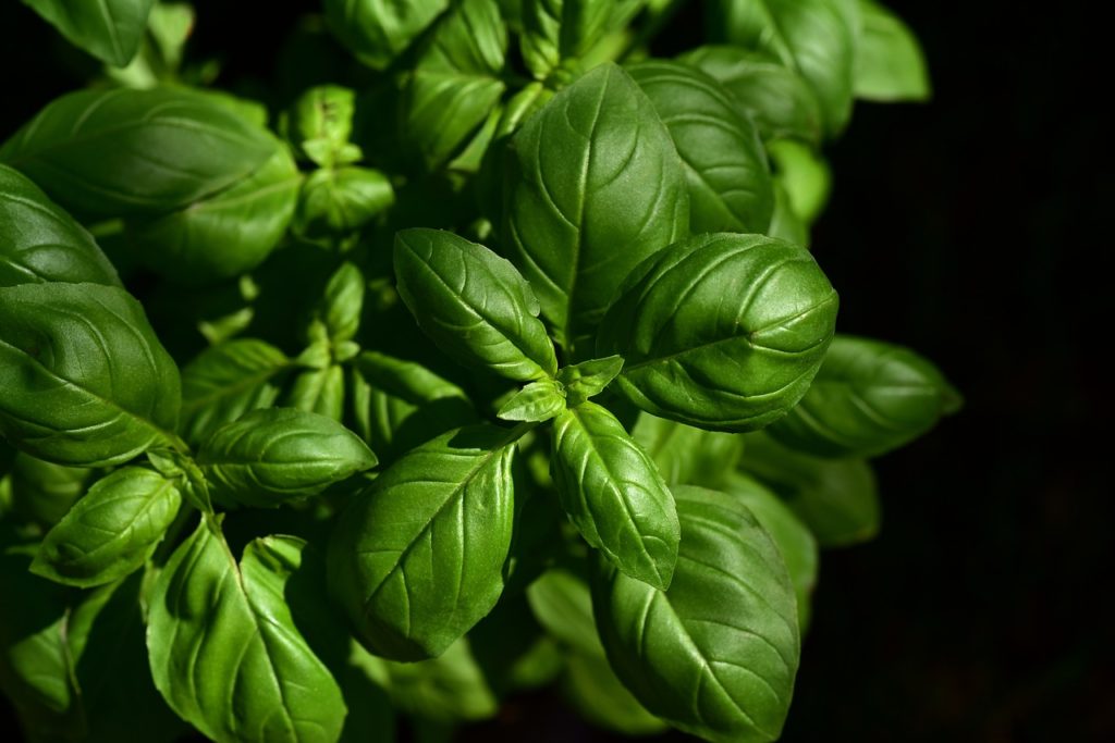 Basil