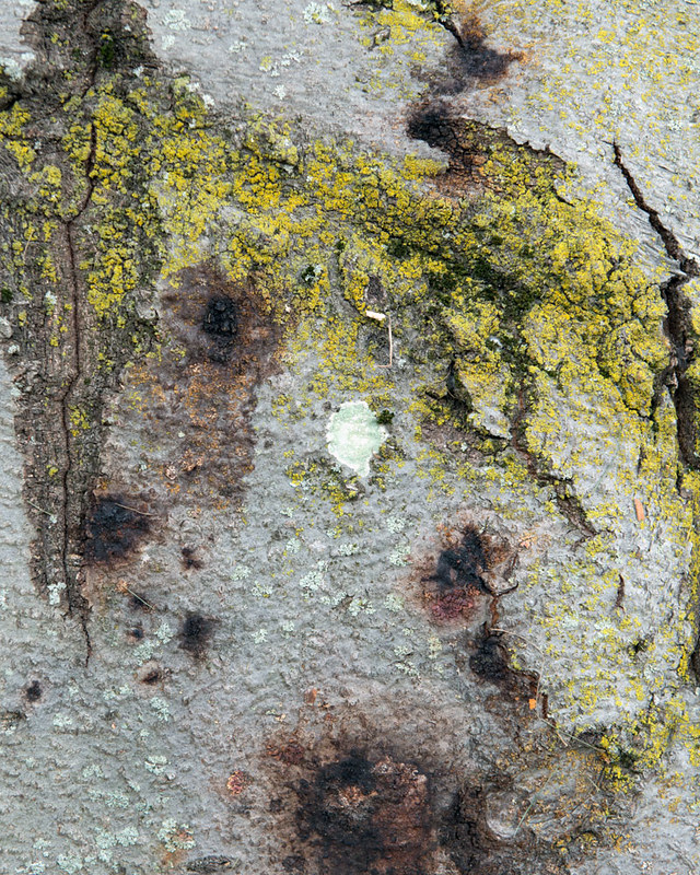 Beech bark disease