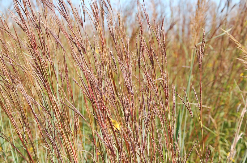 Big bluestem native grass