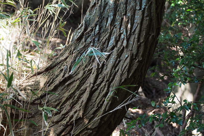 Black locust