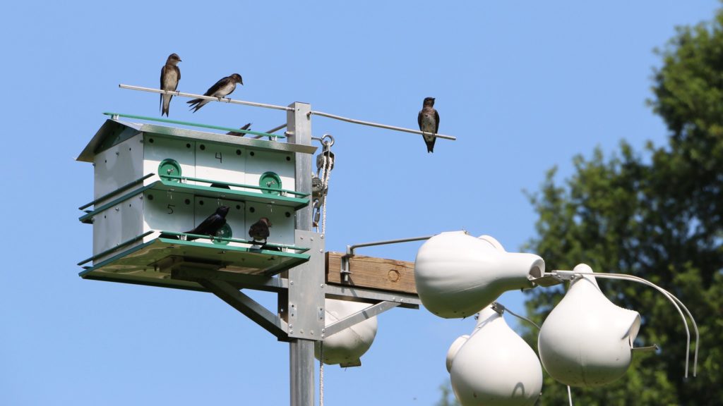 Blue martins