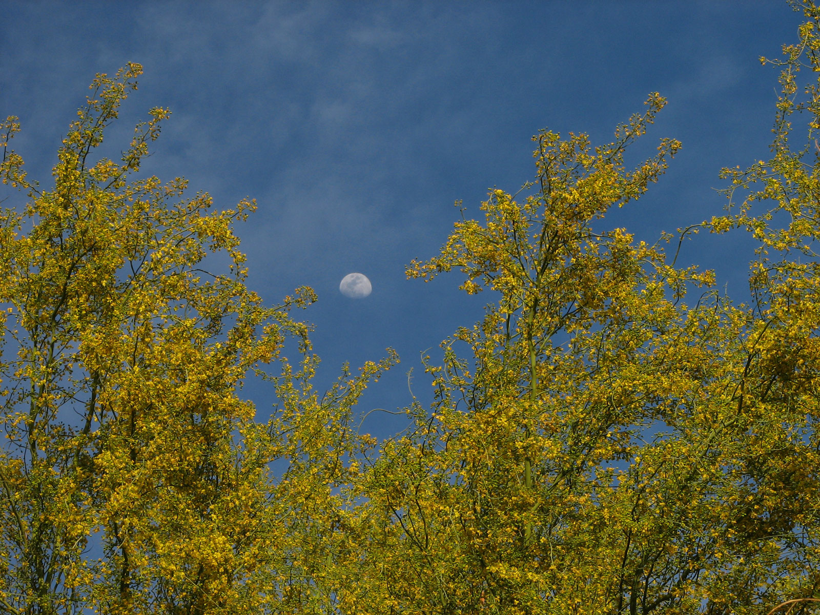 Blue palo verde tree