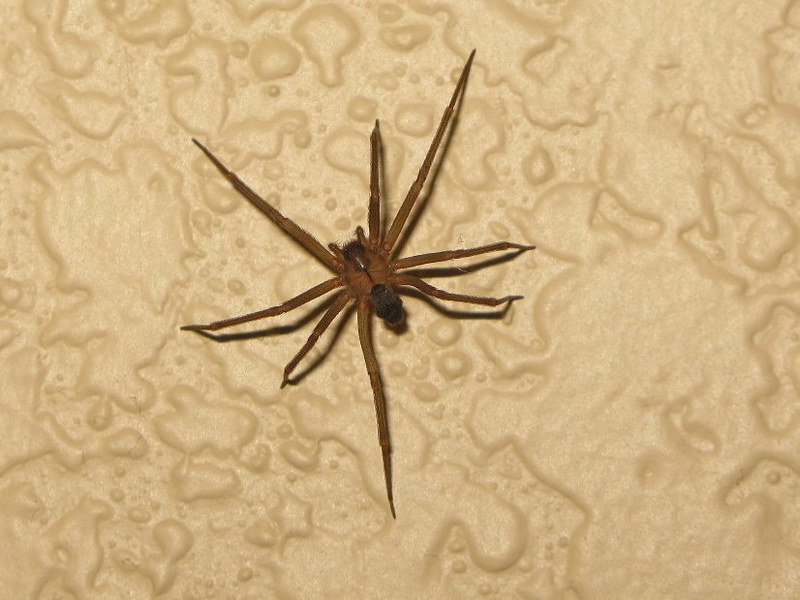 Brown recluse