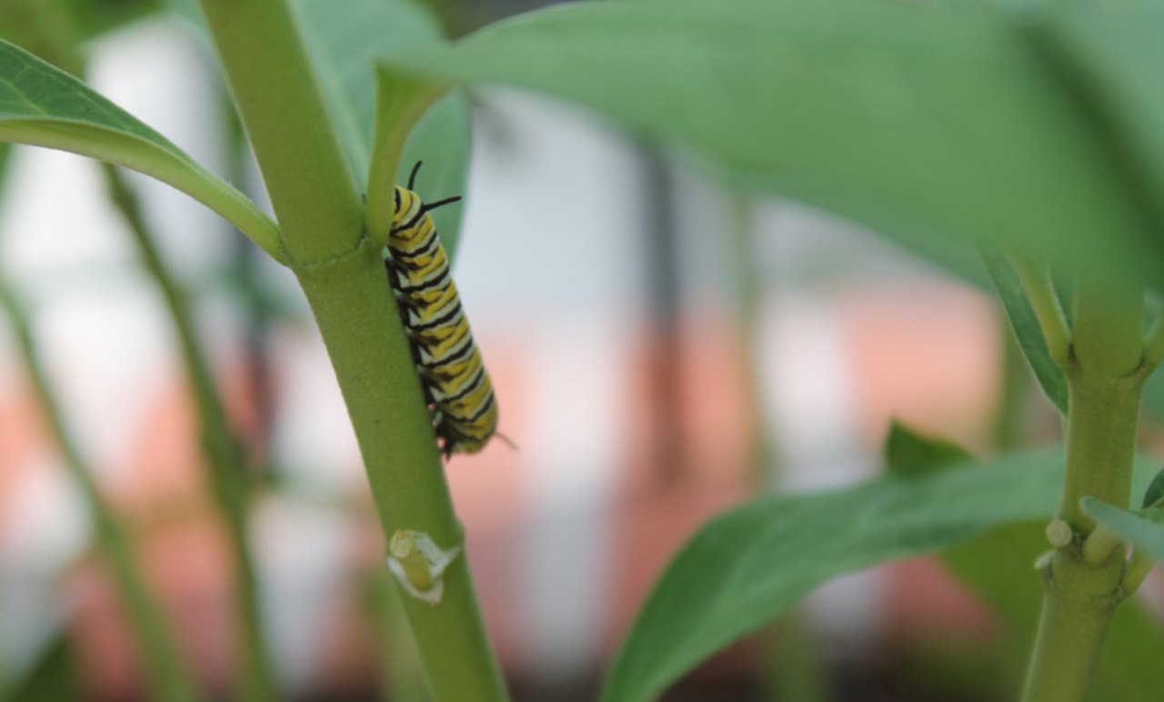 closeup of a caterpillar