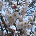 Growing Your Own Cherry Tree in Washington, D.C.