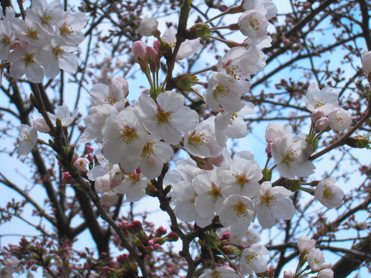 Yoshino cherry tree blossoms