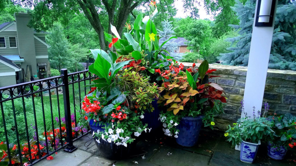 Colorful flowers on and around back patio