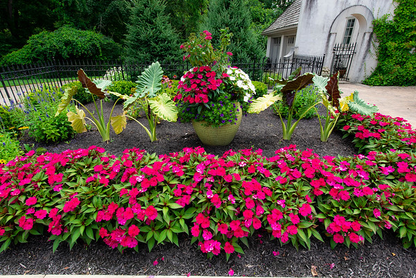 Colorful flowers 