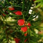 The Best Yew Trees to Plant in Kansas City