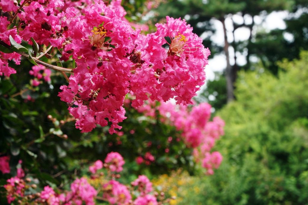 Crape myrtle