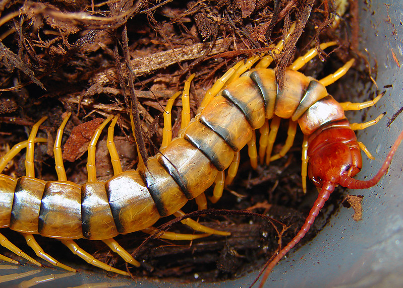 Desert centipede