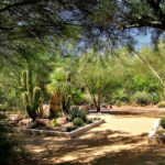Landscaping a Shady Refuge in Phoenix