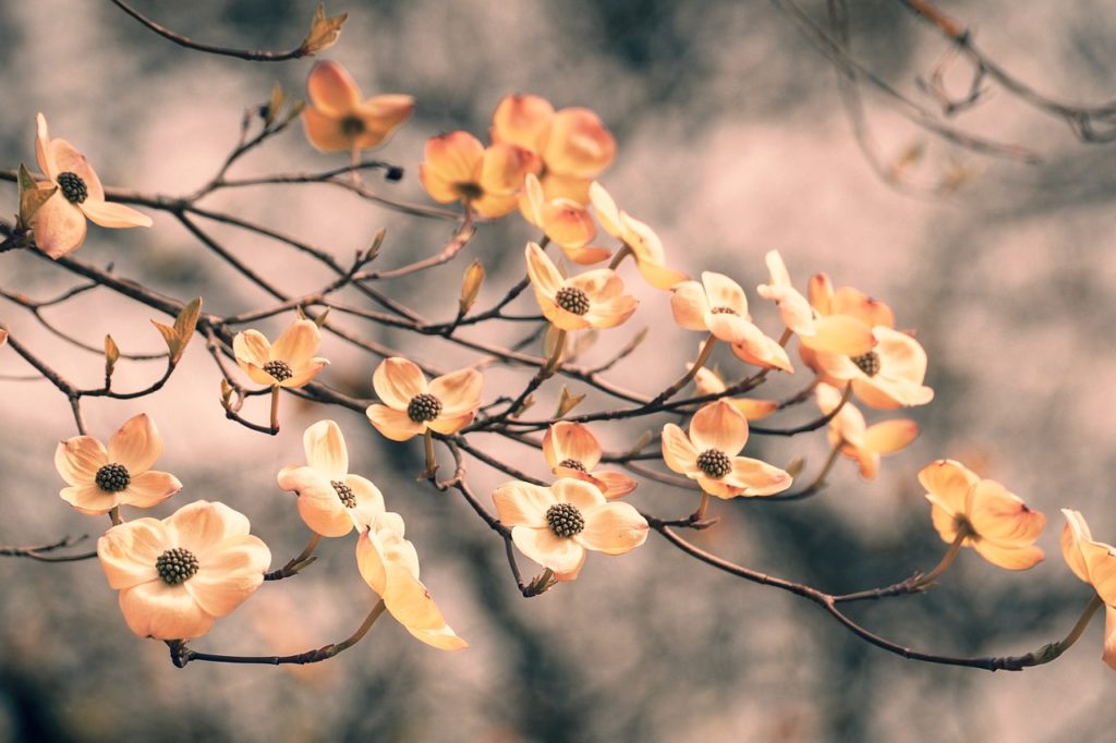 Flowering dogwood