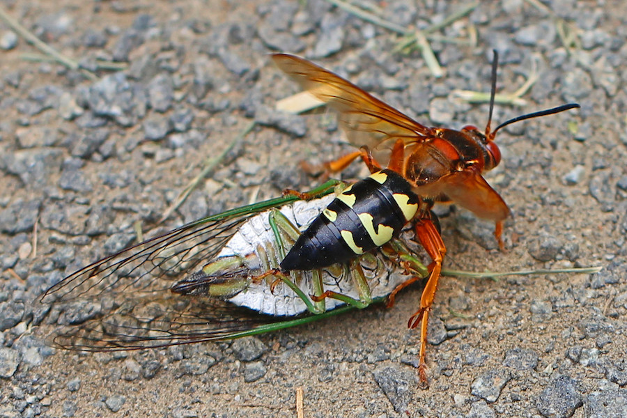 Cicada killer wasp