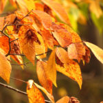 Best Native Trees to Plant in Virginia Beach