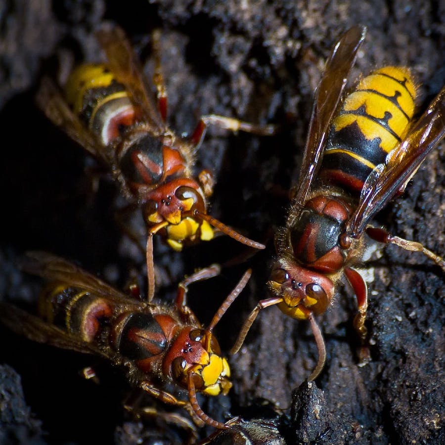 European hornets