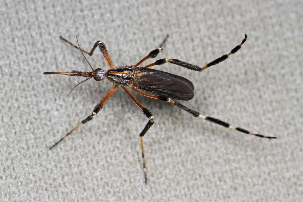 Weirdest, Wildest Insects Found in Raleigh