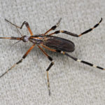 Weirdest, Wildest Insects Found in Raleigh
