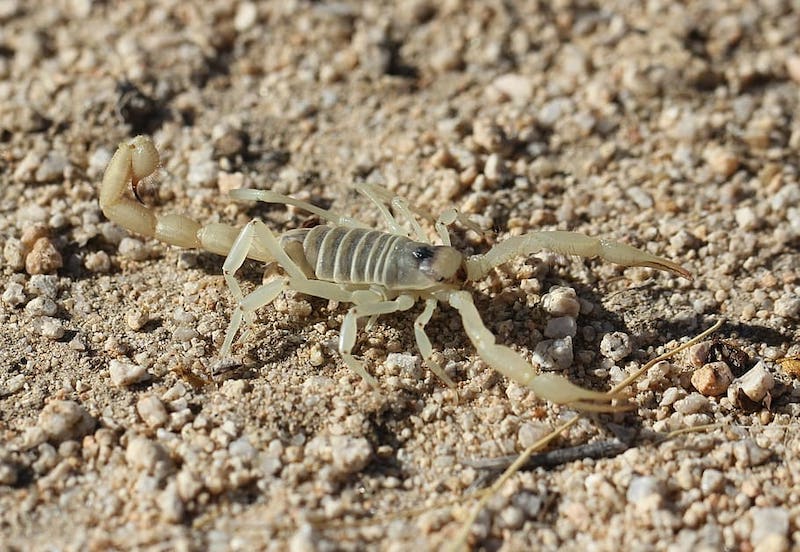 Giant hairy scorpion