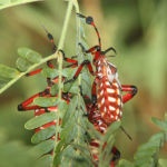 Weirdest Insects in Phoenix