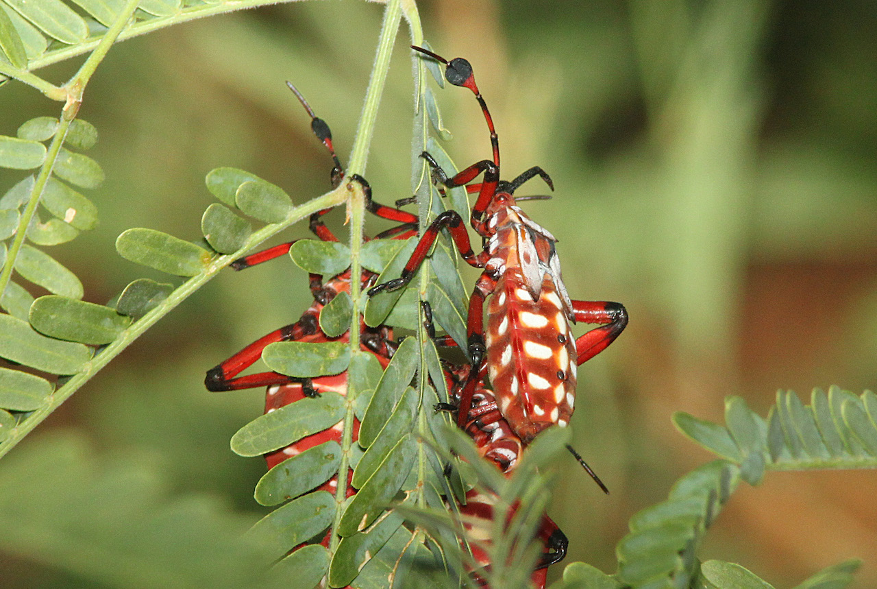 Giant mesquite bug