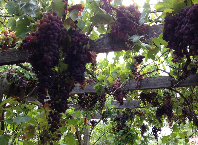 Grapes growing atop a pergola