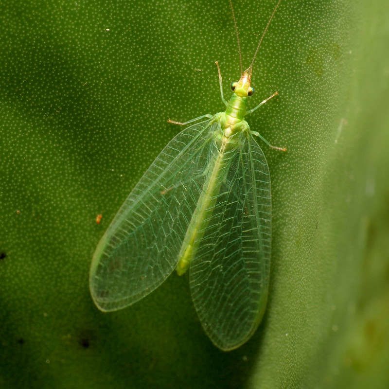 Green lacewing