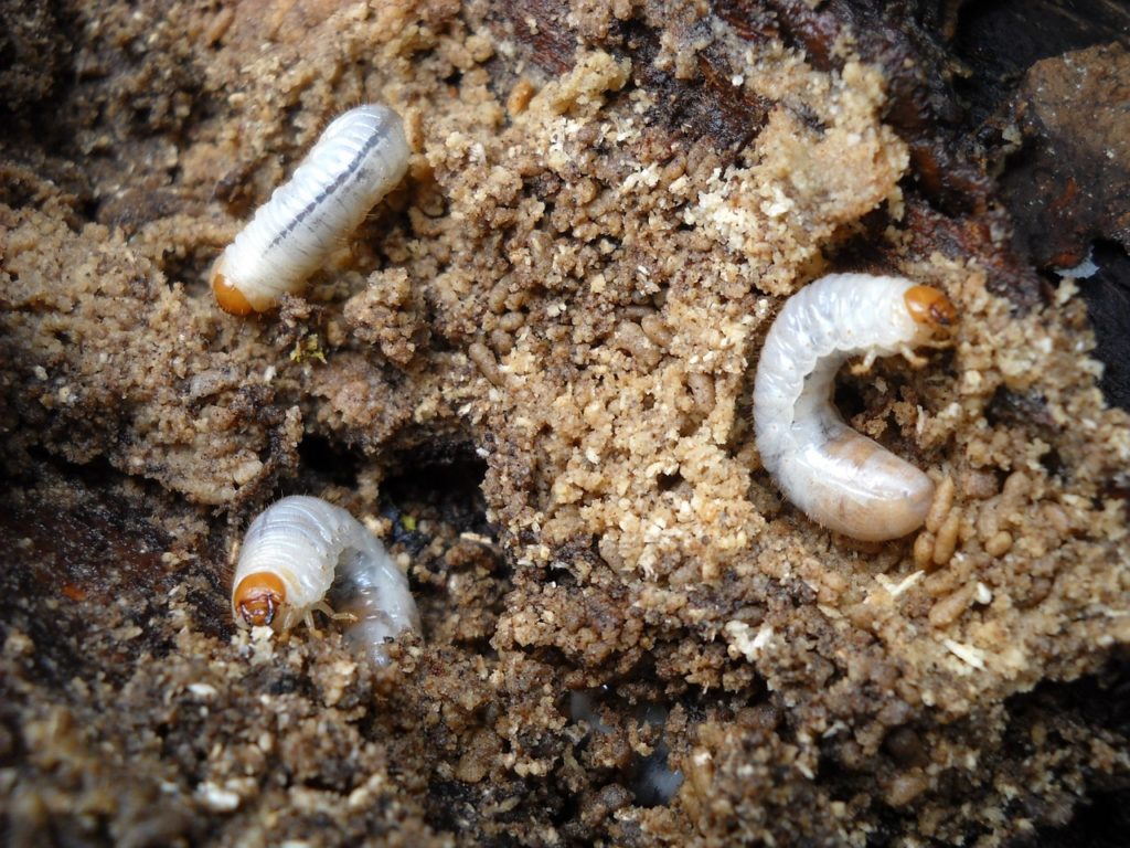 Grubs