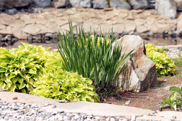 plants in a lawn