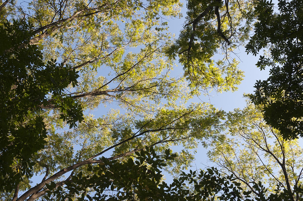 Hickory trees in Columbus