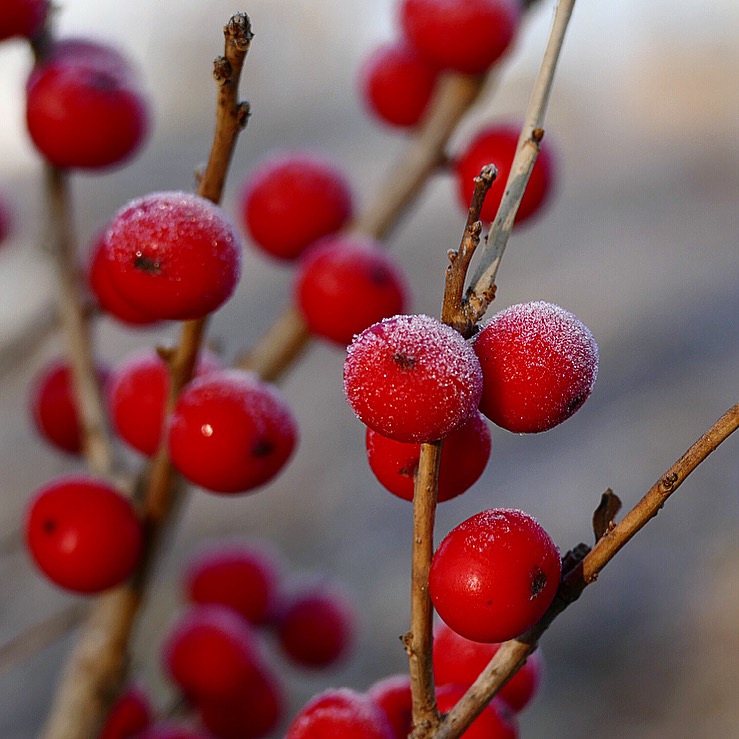 Ilex drupes