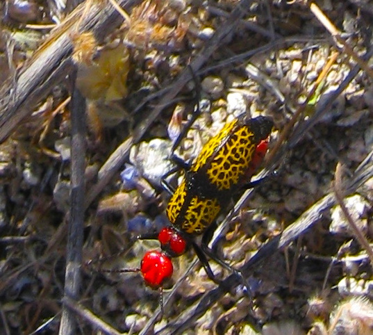 Iron cross blister beetle