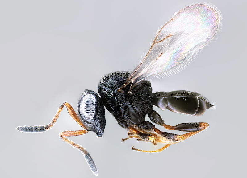 Samurai wasp