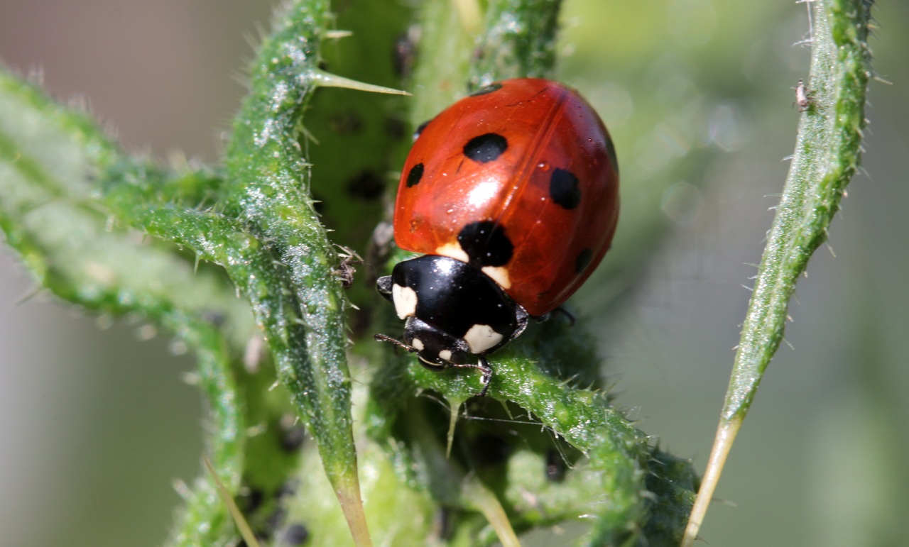 Ladybug, a beneficial insect
