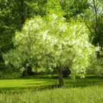 Basic Tree Care Facts for Cincinnati, OH