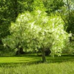 Basic Tree Care Facts for Cincinnati