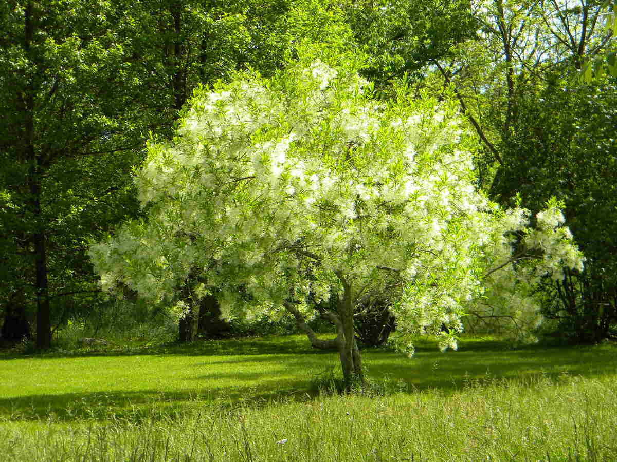 image of a cincinatti tree