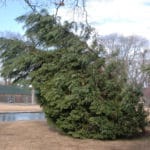 Five Worst Trees to Plant in Virginia Beach