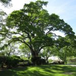 Best Shade Trees to Plant in Jacksonville