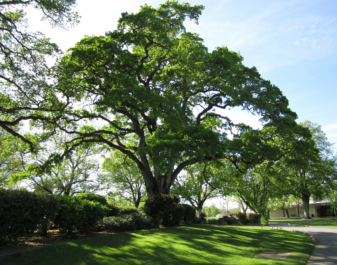 Live oak