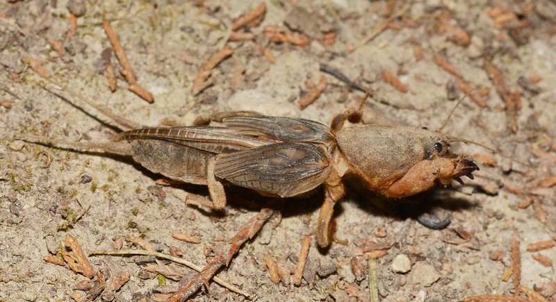 Mole cricket