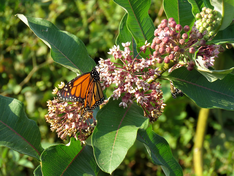 Monarch butterfly on milkweed flowers