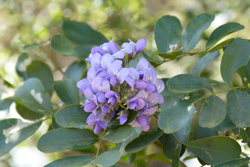 Mountain laurel