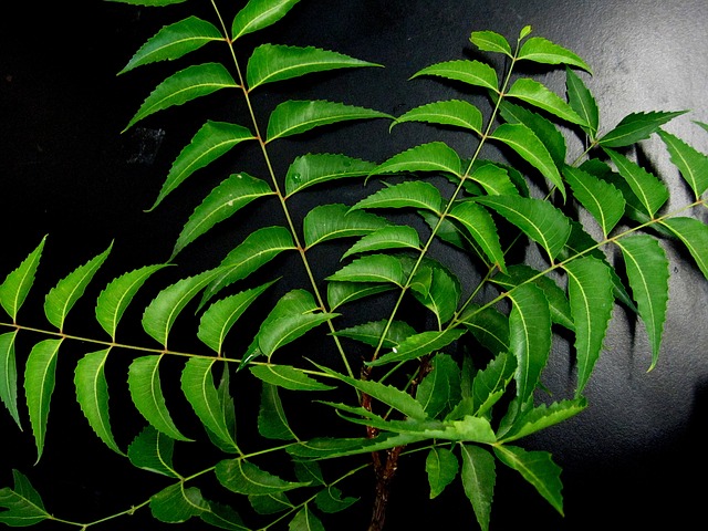 Neem tree leaves