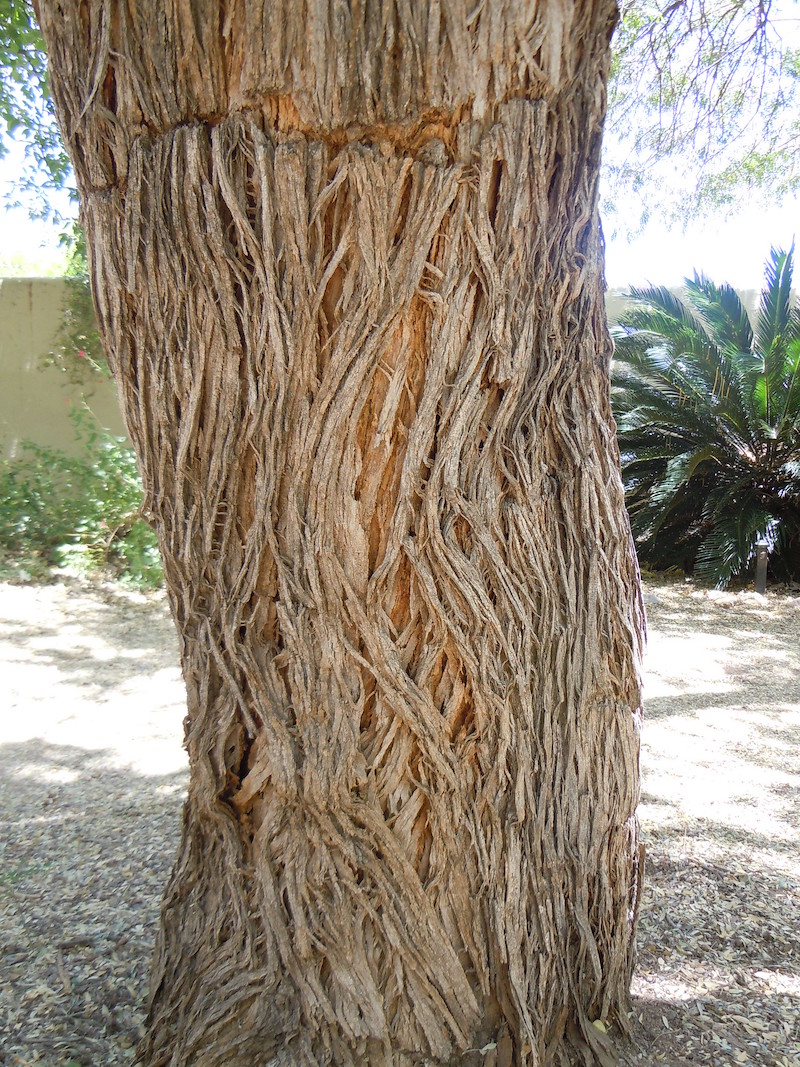 Desert ironwood
