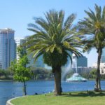 How to Save Your Orlando Palm Trees From Lethal Bronzing