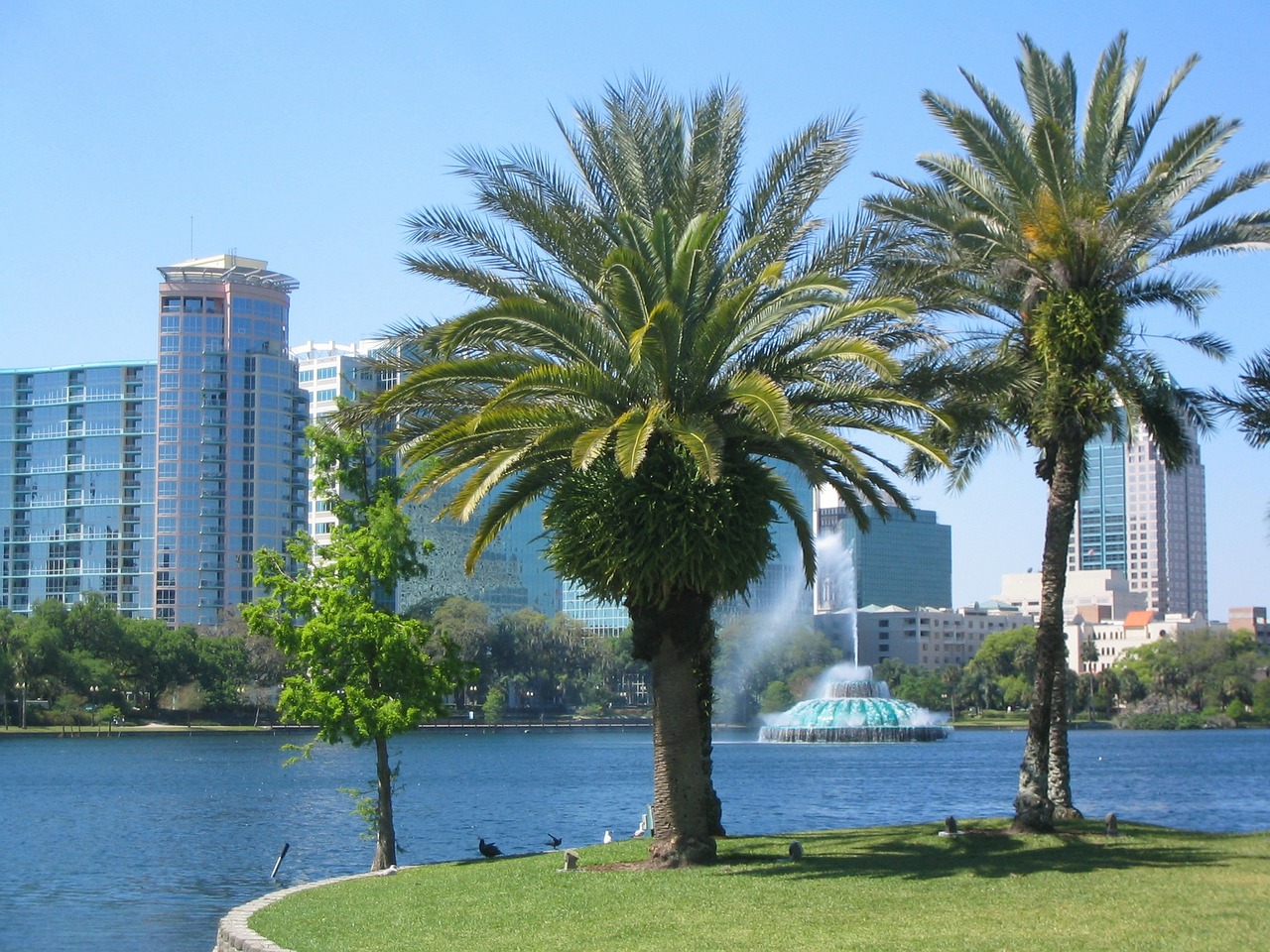 palm trees in orlando